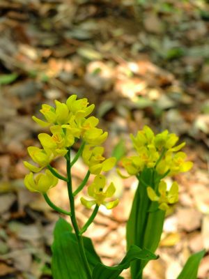 池辺市民の森金蘭の花
