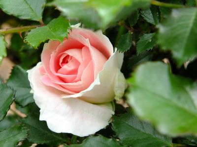 月出松公園（ローザ・つづきく）
