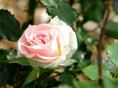 月出松公園（ローザ・つづきく）
