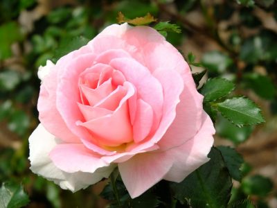 月出松公園（ローザ・つづきく）
