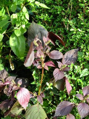 都筑中央公園（紫蘇）
