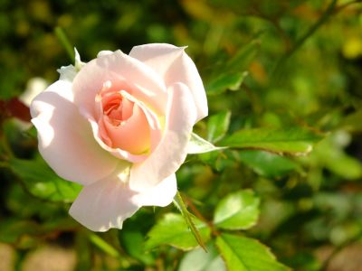 都筑中央公園（ローザ・つづきく）
