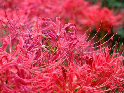 都筑中央公園（ばじょうじ谷戸）
