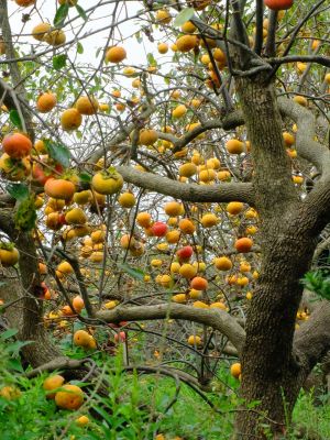 中川七丁目（柿の木）
