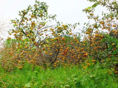 中川七丁目（柿の木）
