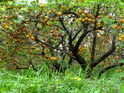 中川七丁目（柿の木）
