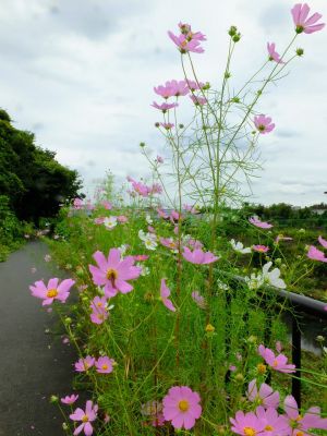 早渕川サイクリングロード（秋桜）
