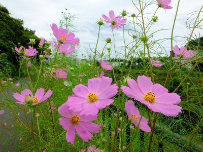 早渕川サイクリングロード（秋桜）
