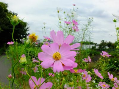 早渕川サイクリングロード（秋桜）
