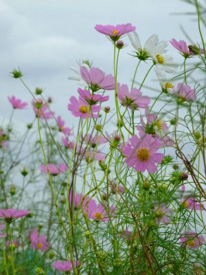 早渕川サイクリングロード（秋桜）
