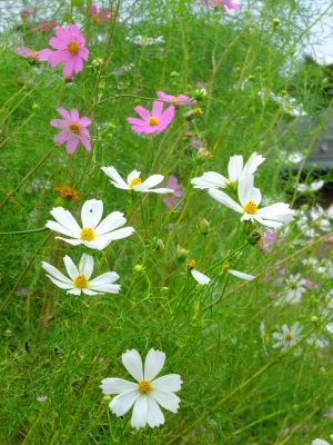 早渕川サイクリングロード（秋桜）
