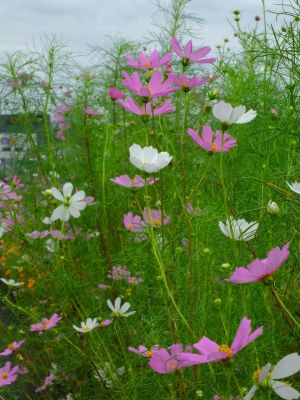 早渕川サイクリングロード（秋桜）
