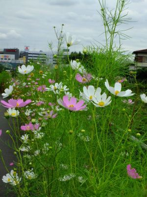 早渕川サイクリングロード（秋桜）
