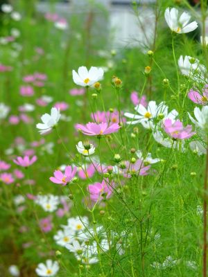 早渕川サイクリングロード（秋桜）
