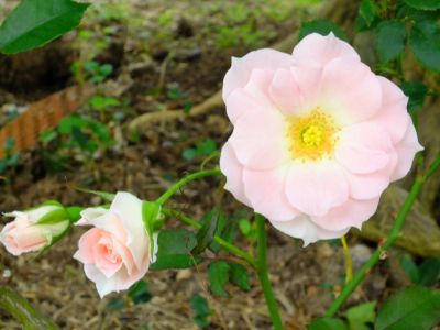 ローザ・つづきく
