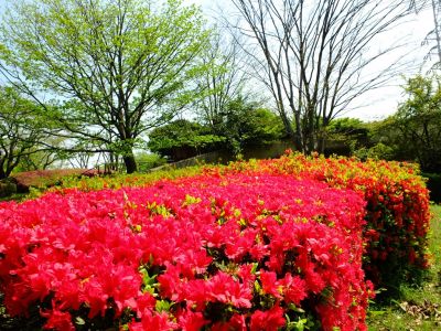 鴨池公園（くるめつつじ）
