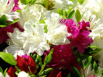 鴨池公園（くるめつつじ）
