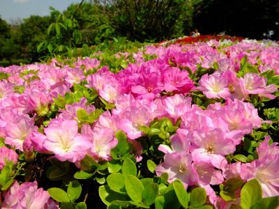 鴨池公園（くるめつつじ）
