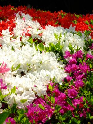 鴨池公園（くるめつつじ）
