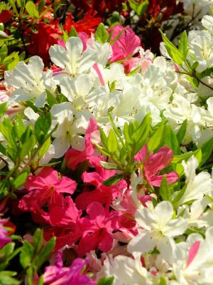 鴨池公園（くるめつつじ）
