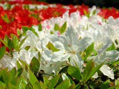 鴨池公園（くるめつつじ）
