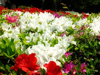 鴨池公園（くるめつつじ）
