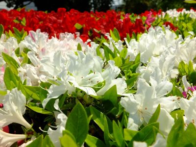 鴨池公園（くるめつつじ）
