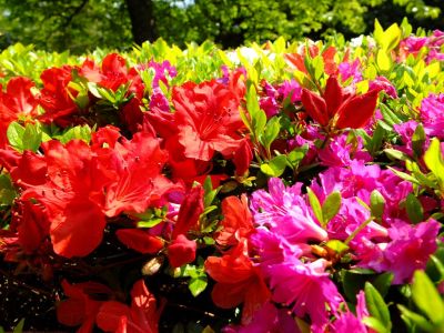 鴨池公園（くるめつつじ）
