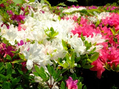 鴨池公園（くるめつつじ）
