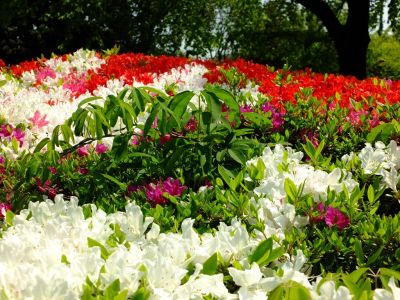 鴨池公園（くるめつつじ）
