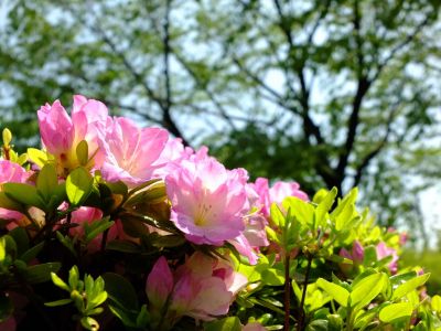 鴨池公園（くるめつつじ）
