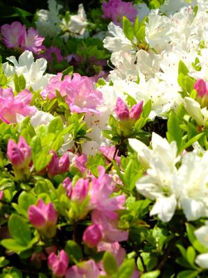 鴨池公園（くるめつつじ）
