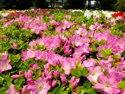 鴨池公園（くるめつつじ）
