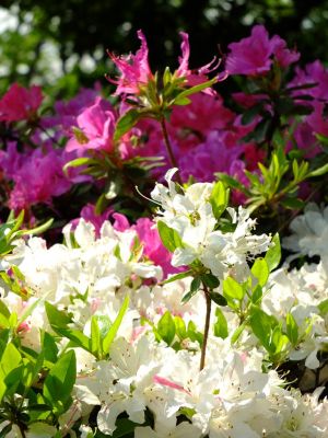 鴨池公園（くるめつつじ）
