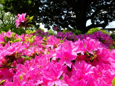 鴨池公園（くるめつつじ）
