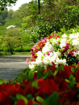 鴨池公園（くるめつつじ）
