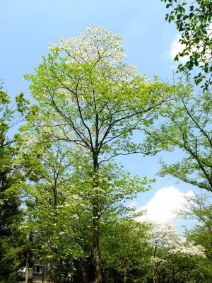 鴨池公園（花水木）
