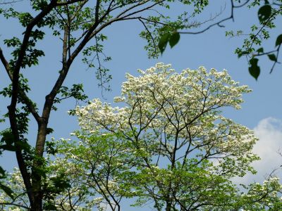 鴨池公園（花水木）
