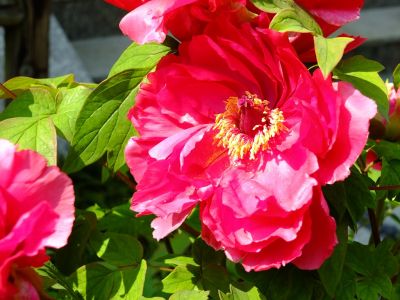 正覚寺（ぼたん）
