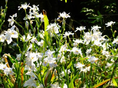 正覚寺（シャガ）
