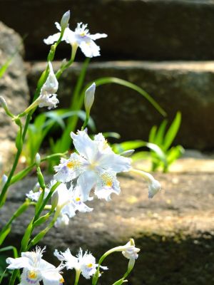 正覚寺（シャガ）
