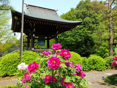 正覚寺（ぼたん）
