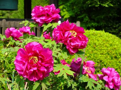 正覚寺（ぼたん）
