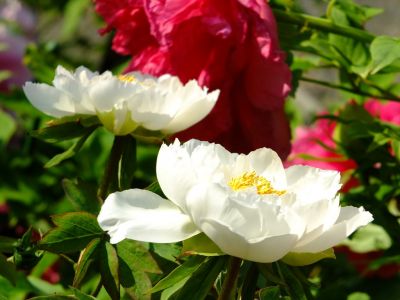 正覚寺（ぼたん）
