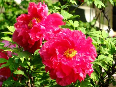 正覚寺（ぼたん）
