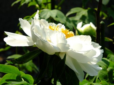 正覚寺（ぼたん）
