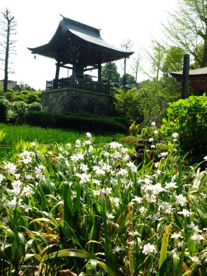 正覚寺（シャガ）
