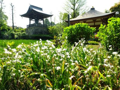 正覚寺（シャガ）
