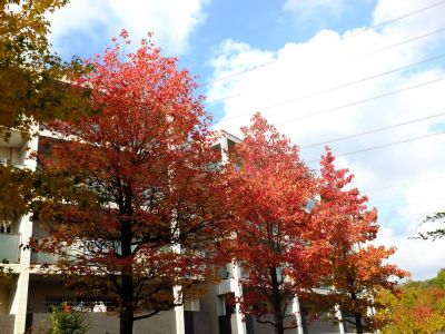 紅葉葉楓（もみじばふう=アメリカふう）
