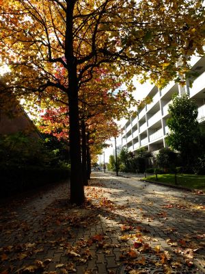 紅葉葉楓（もみじばふう=アメリカふう）
